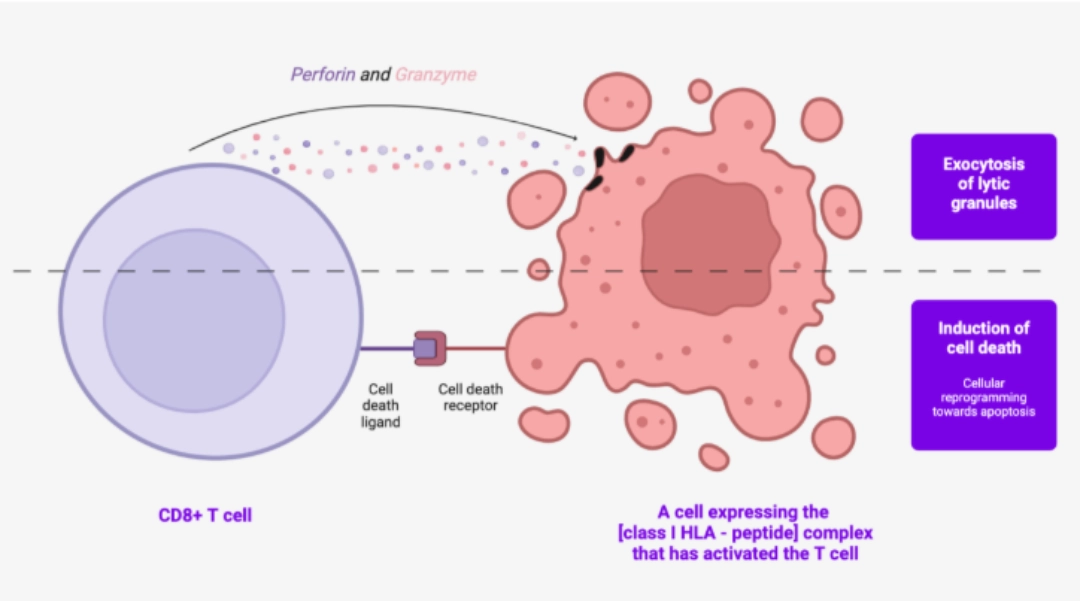 cd8cells