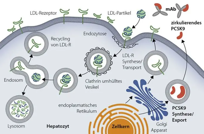 Eine Abbildung: Antikörper binden stark und hochspezifisch an PCSK9. Dadurch steht kein freies PCSK9 zur Verfügung, das an den LDL-R bindet. Folglich wird das Recycling des LDL-C gefördert und es stehen mehr LDL-R auf der Leberzelle für die Aufnahme von LDL-C aus dem Blut zur Verfügung. Der LDL-C-Spiegel sinkt.