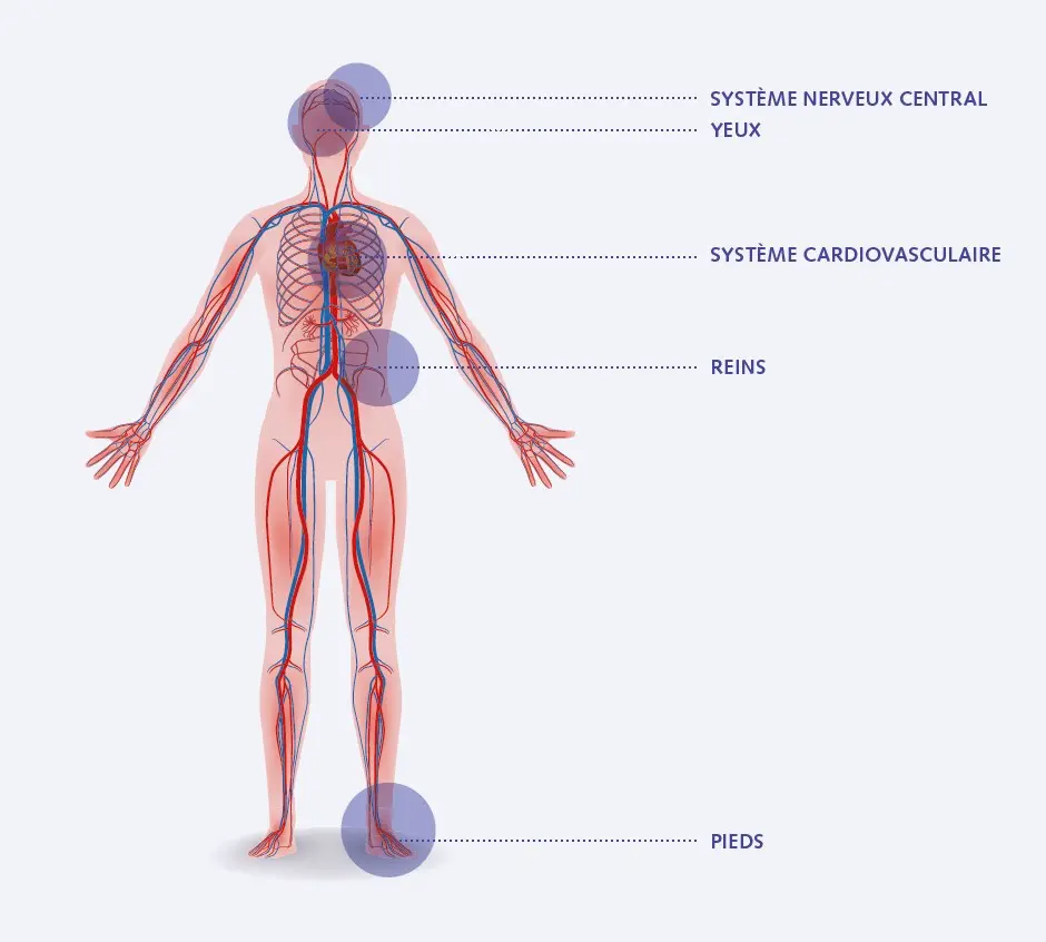 Illustration du système circulatoire humain avec représentation du système nerveux central (cerveau et moelle épinière), des yeux, du système cardiovasculaire, des reins et des pieds. Les artères rouges et les veines bleues relient les organes principaux, le cœur étant au centre.