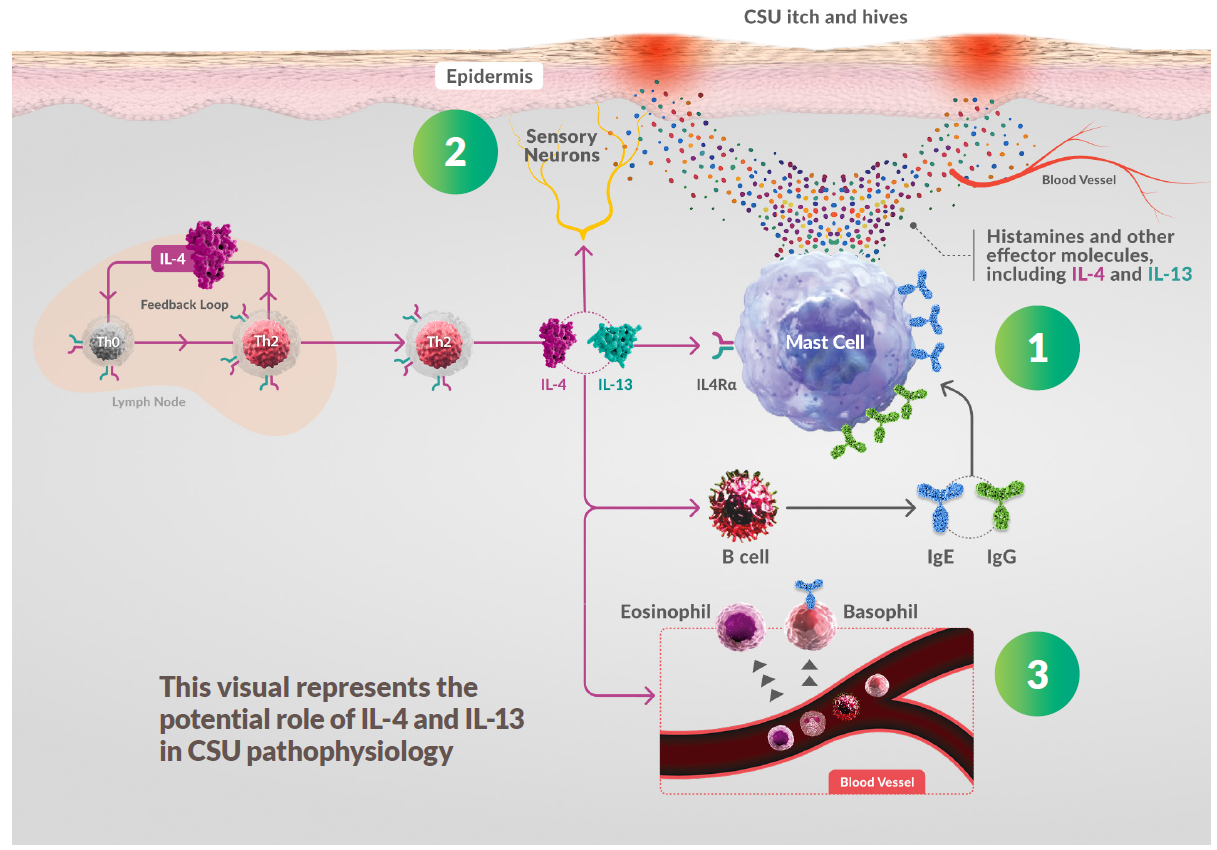 IL-4-and-IL-13-signaling