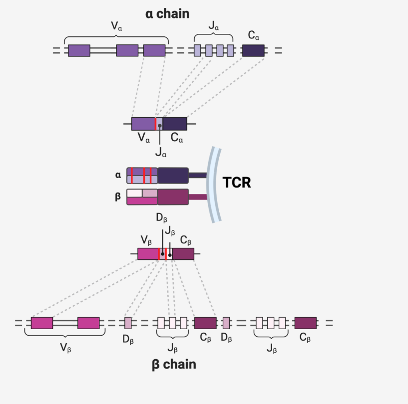 V(D)J TCR Recombination