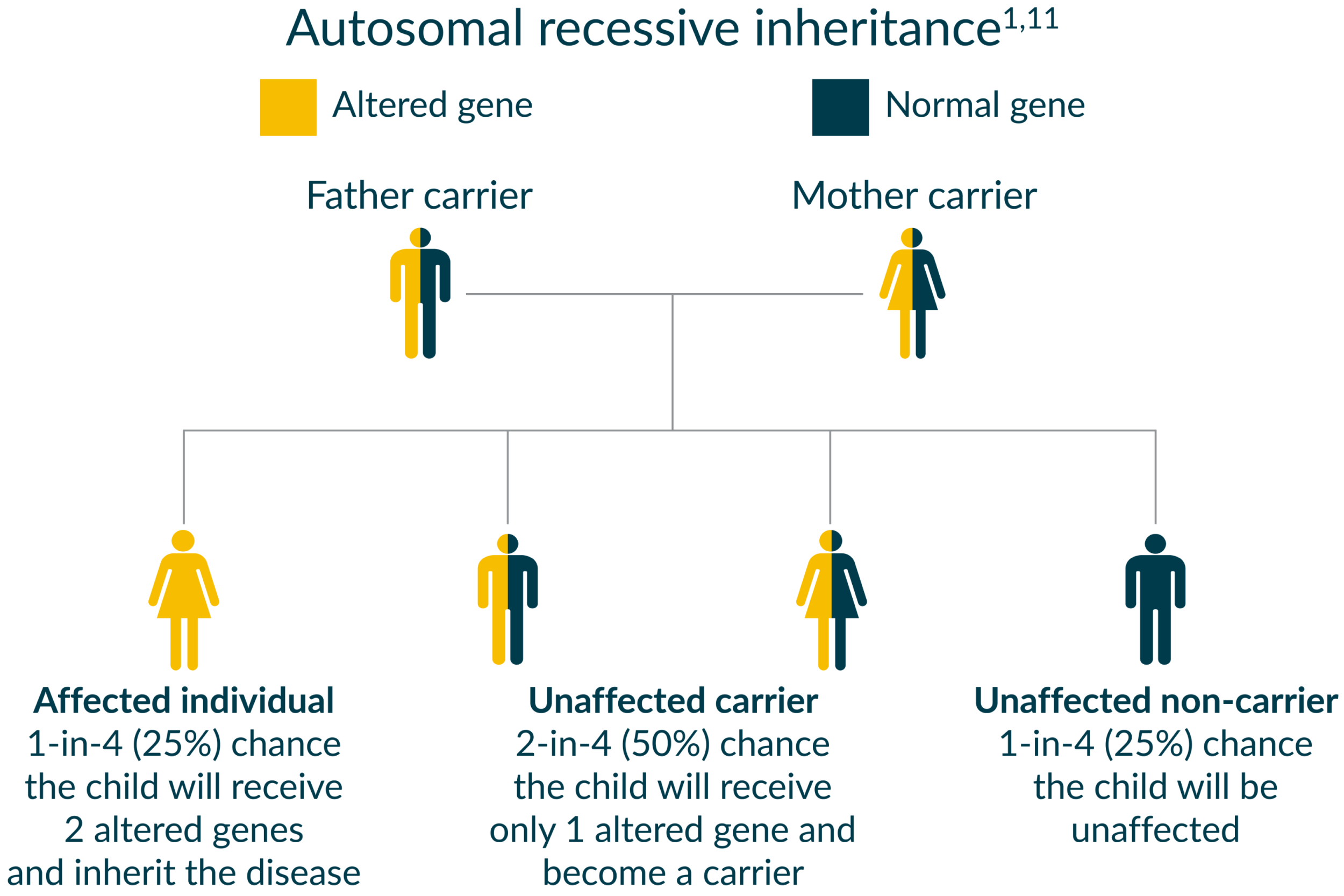 Chart showing the autosomal recessive inheritance pattern of Pompe disease. A copy of an altered gene must be inherited from a father carrier and a mother carrier to be affected. 