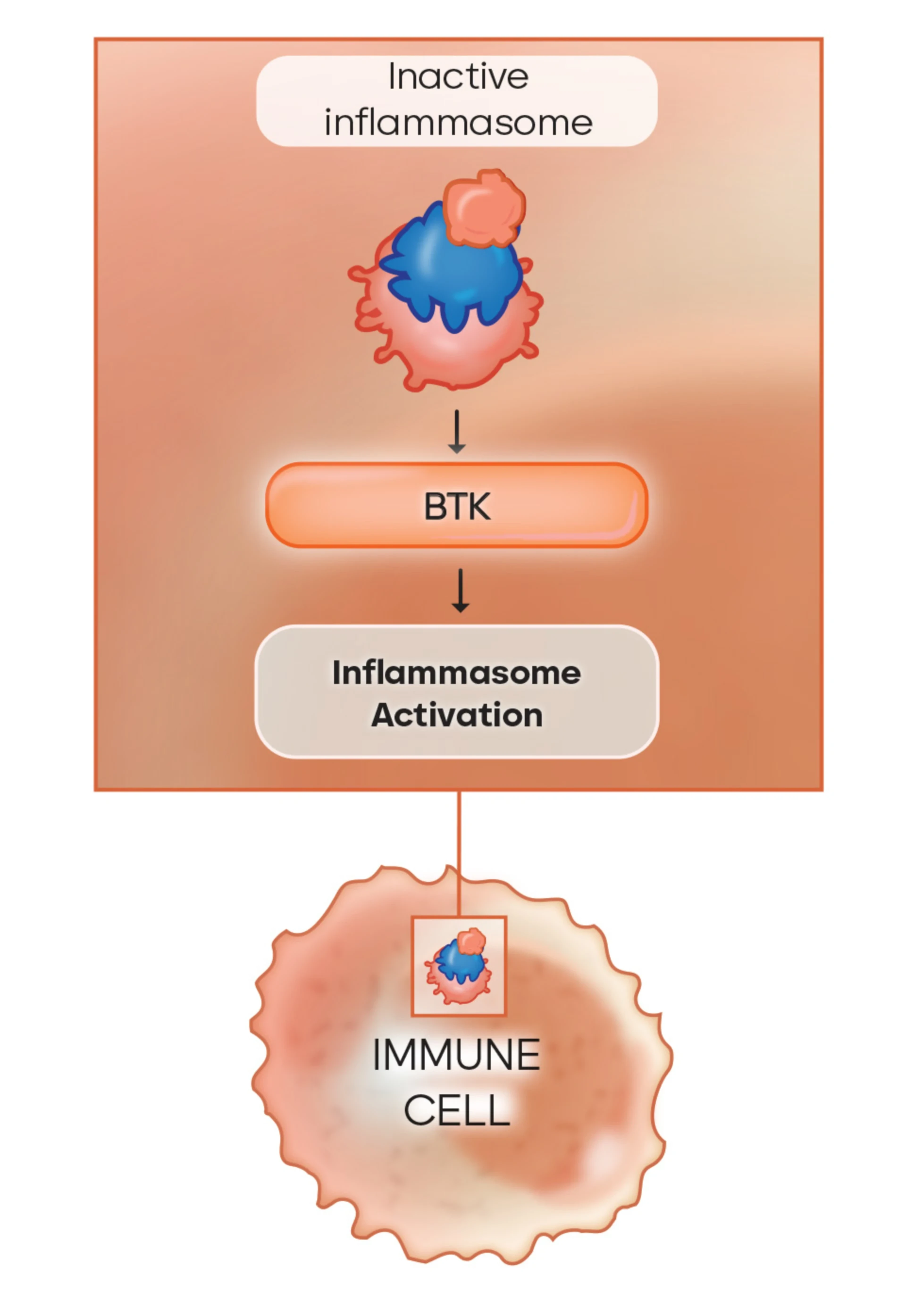 3. Inflammasom-Aktivierung und dadurch ausgesendete Entzündungssignale.