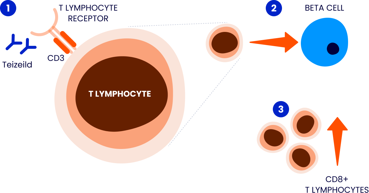Mechanism of Action