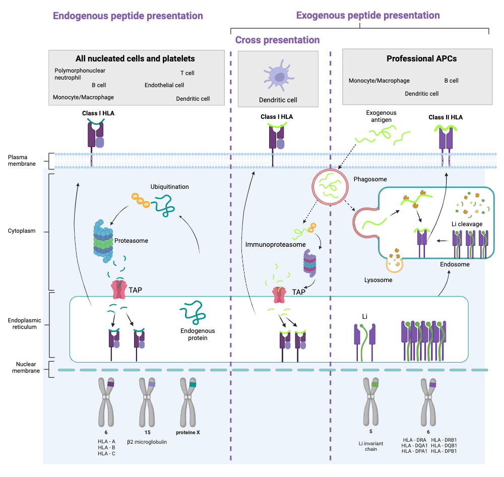 presentation-antigenique-lymp-b