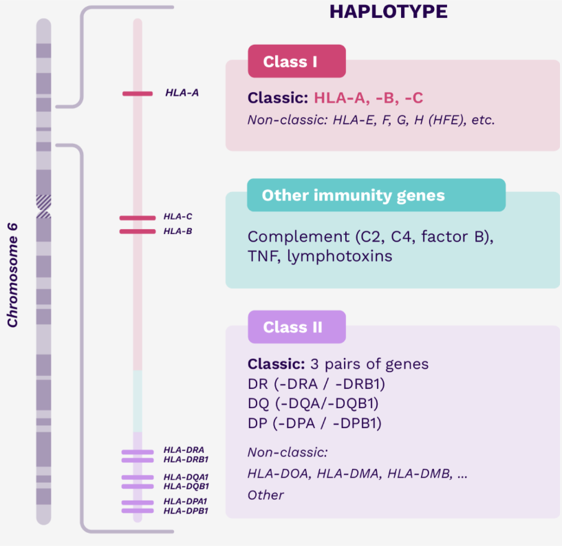 Haplotype