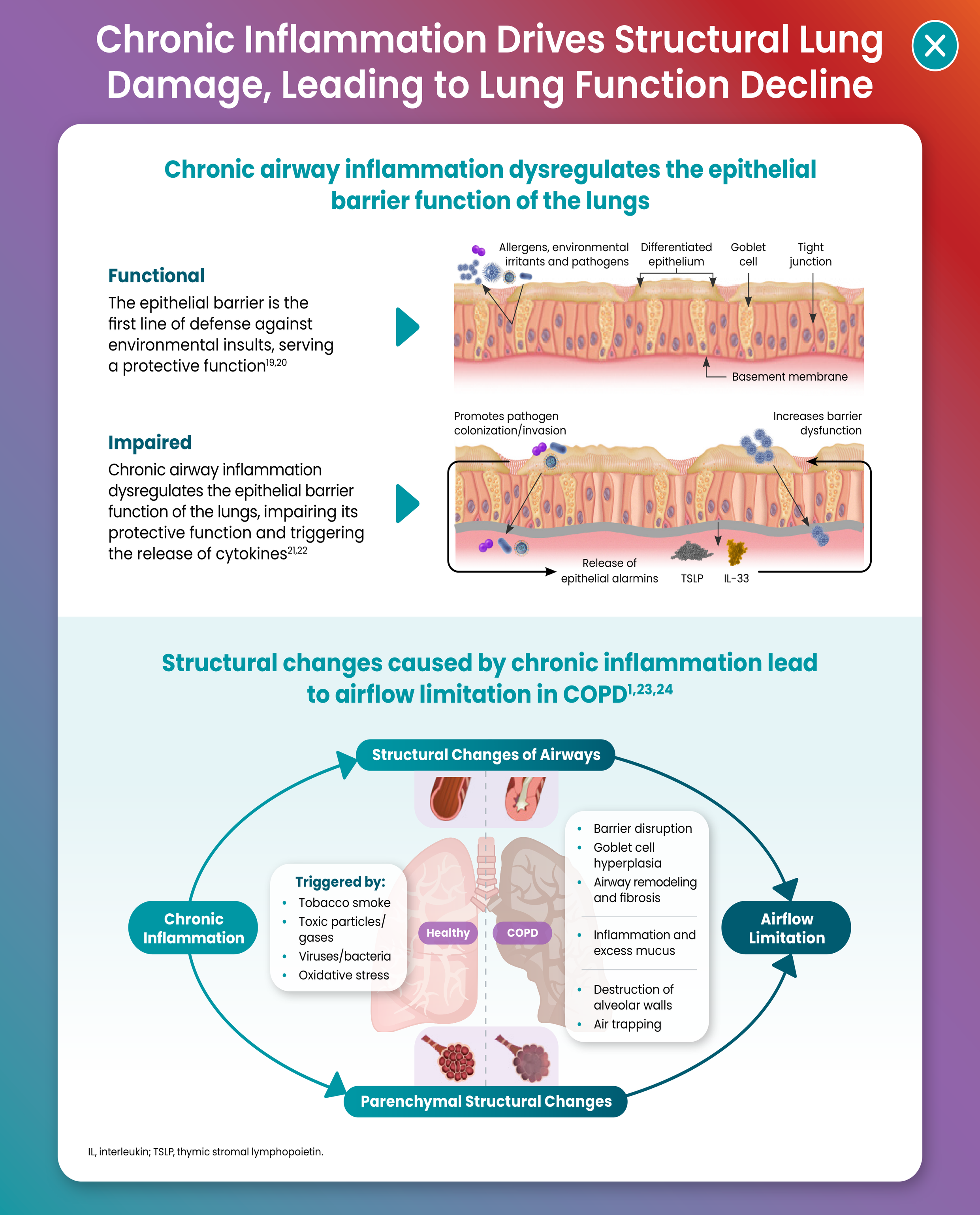 Chronic Inflammation Drives Structural Lung Damage, Leading to Lung Function Decline