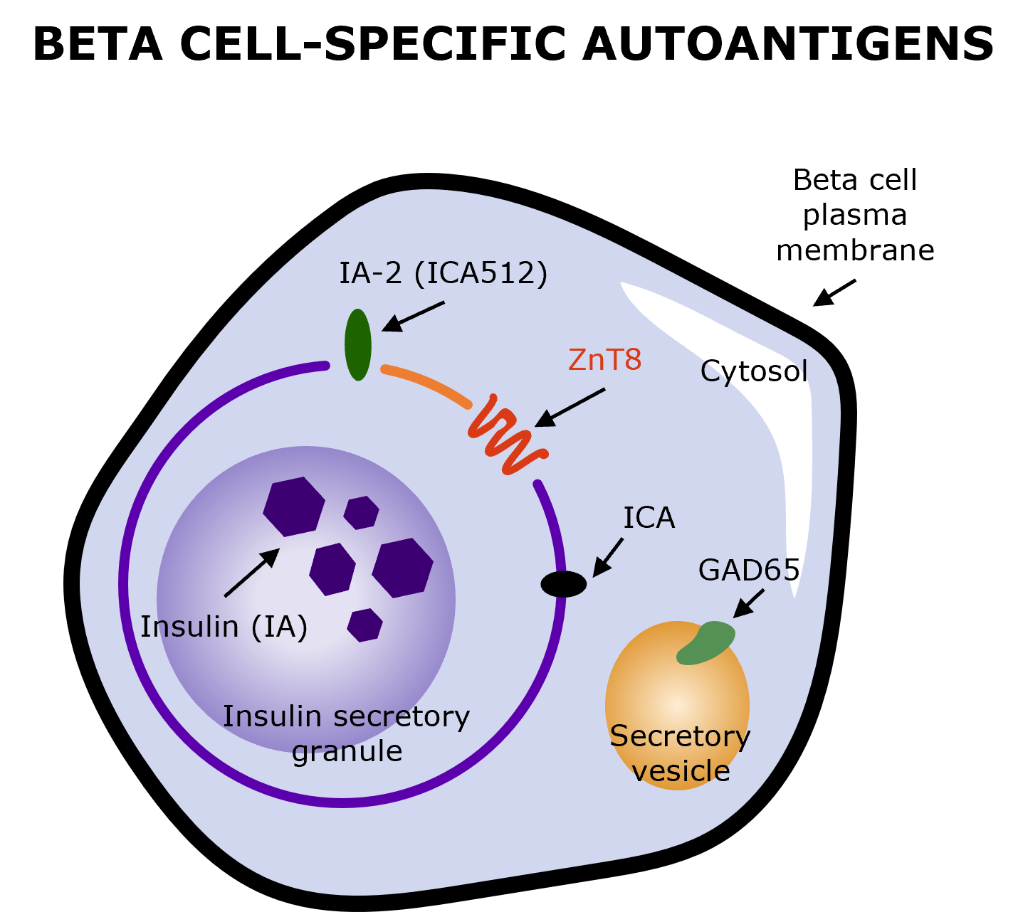 Beta cell-specific antigens