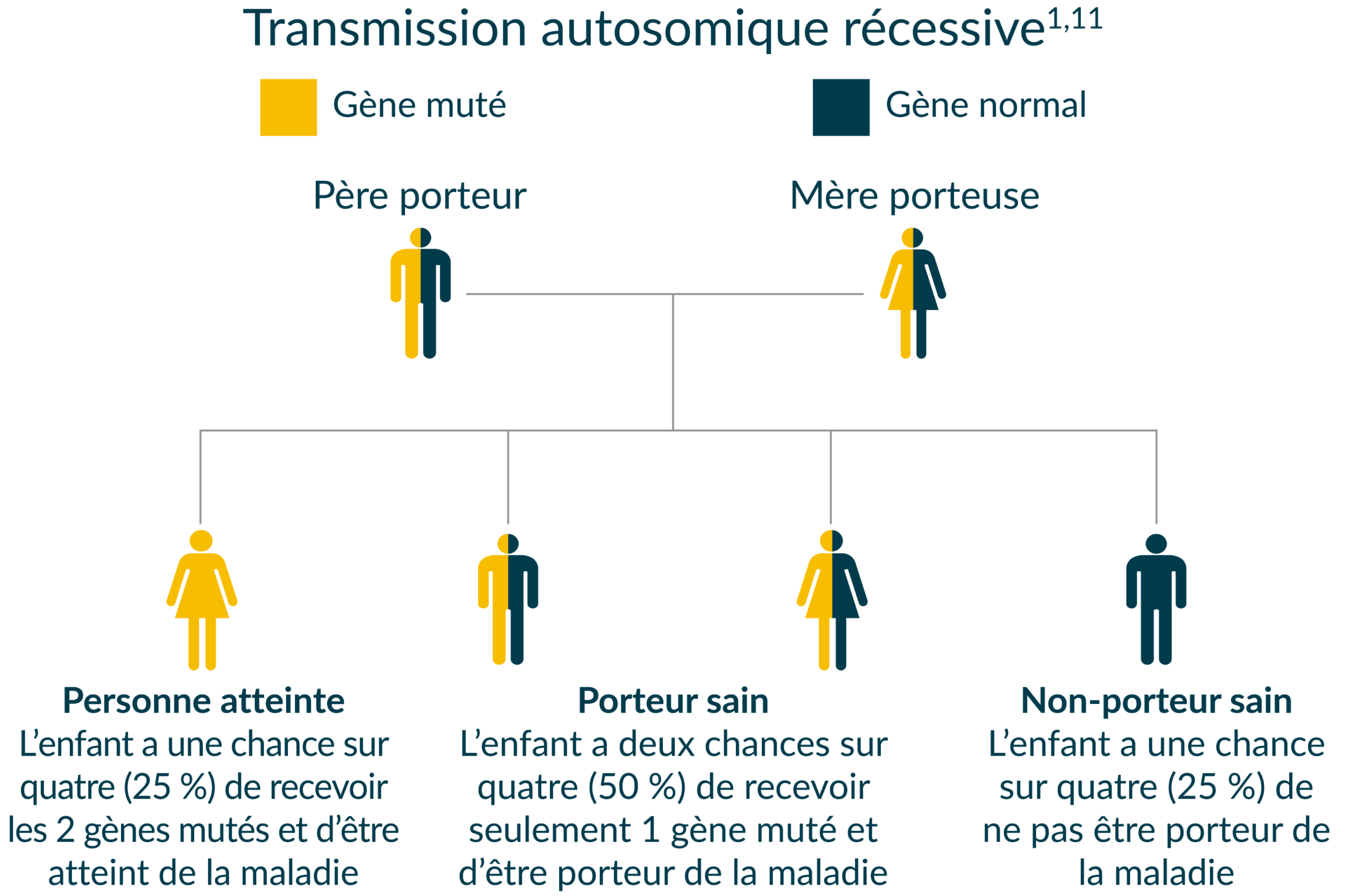 Graphique représentant le mode de transmission autosomique récessive de la maladie de Pompe. Un exemplaire du gène muté doit être hérité d’un père porteur et d’une mère porteuse pour être atteint de la maladie. 