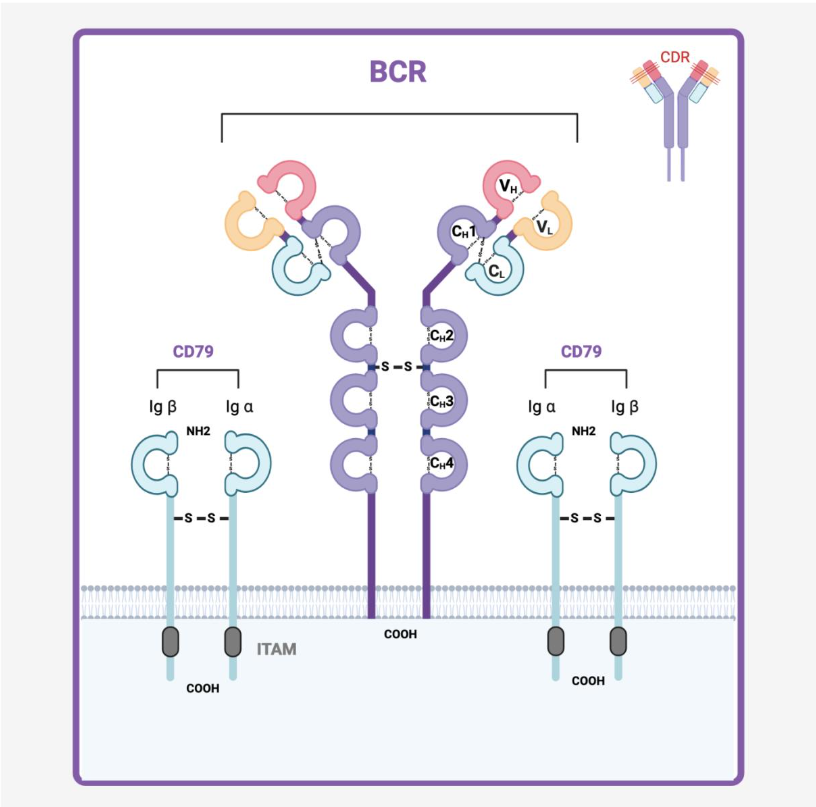 Bcr-2